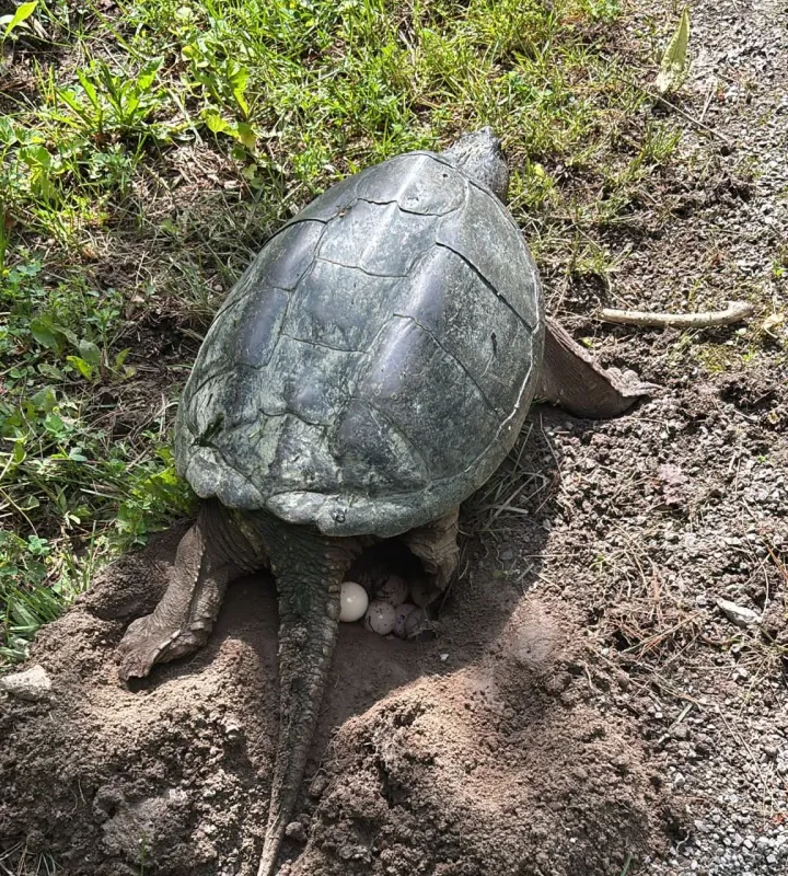 Bronte Trails Wildlife