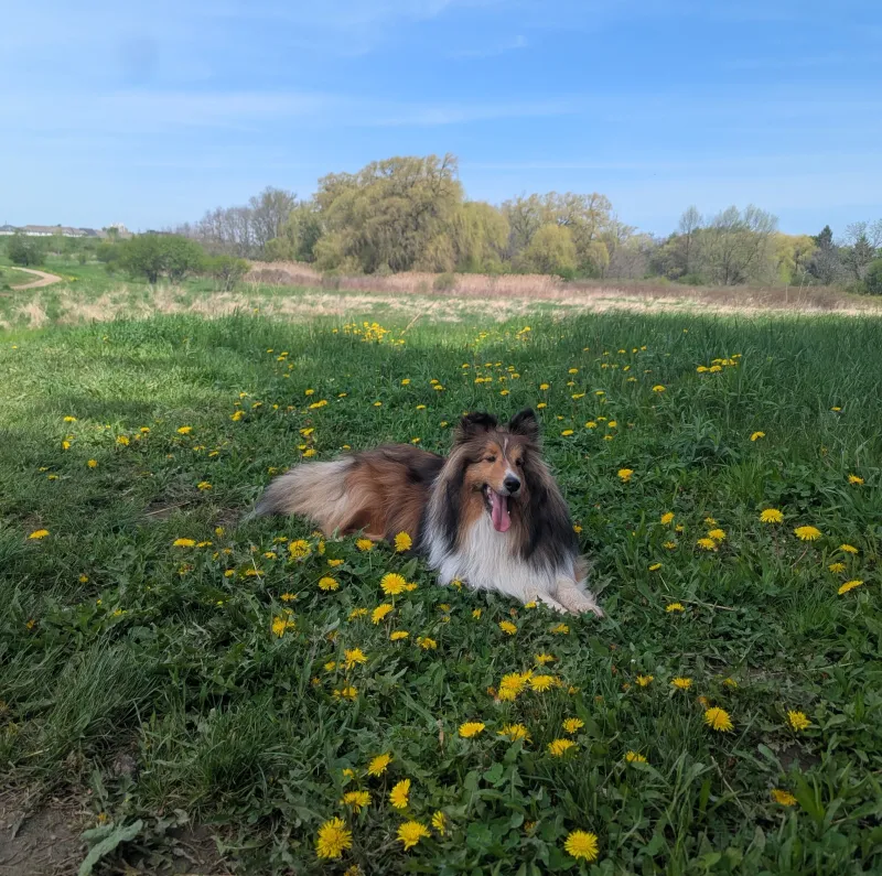 Koby at Bronte Creek Park